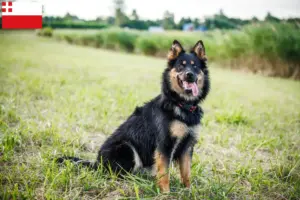 Read more about the article Chodský pes breeders and puppies in Utrecht