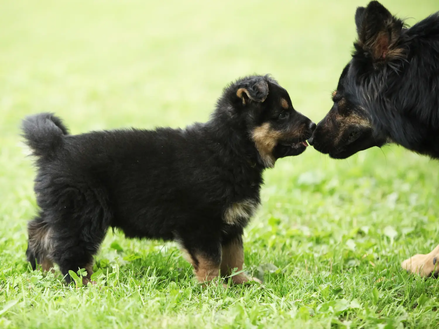 Buying a Chodský pes puppy means taking responsibility! Buy Chodský pes puppies.