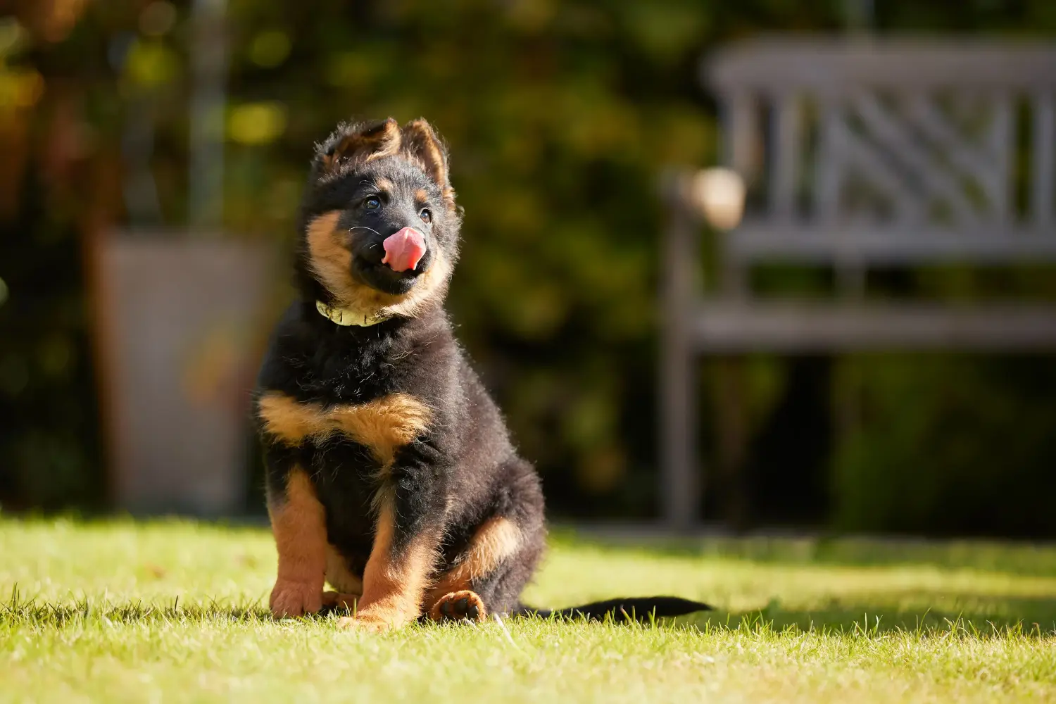 Buying a Chodský pes puppy means taking responsibility! Buy Chodský pes puppies.