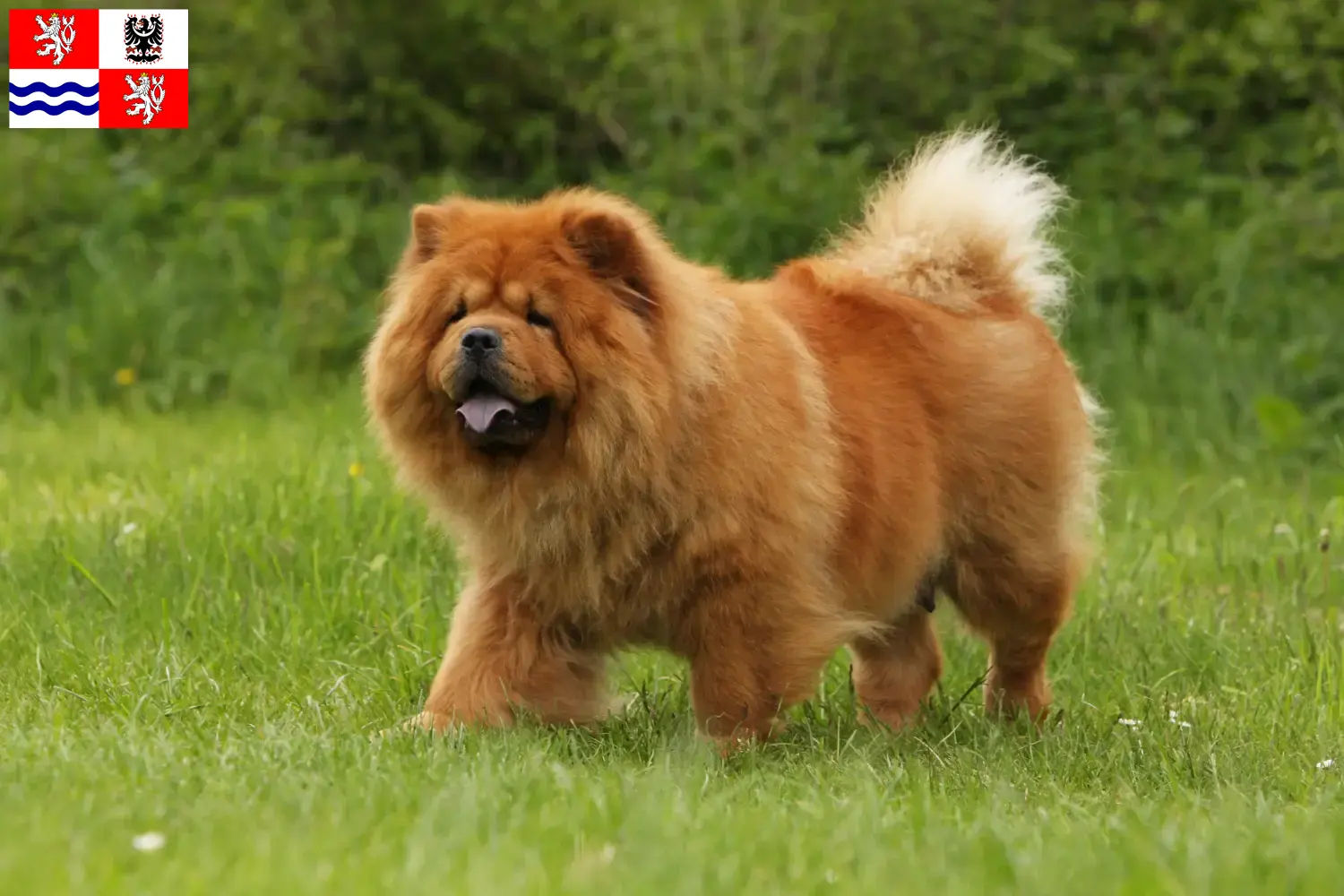 Chow-Chow puppies and breeders Central Bohemia Here you can find Chow-Chows breeders in Central Bohemia.