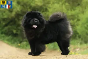 Read more about the article Chow-Chow breeders and puppies in Moravia-Silesia