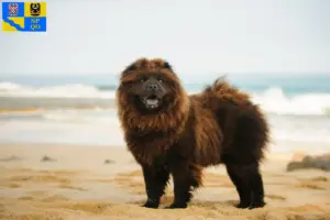 Read more about the article Chow-Chow breeders and puppies in Olomouc