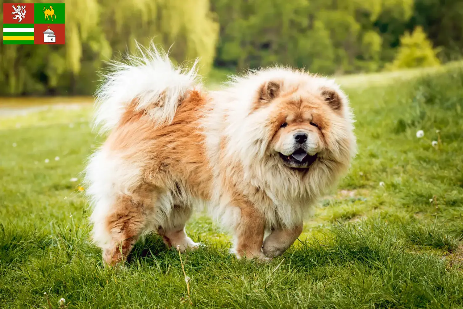 Read more about the article Chow-Chow breeders and puppies in Pilsen