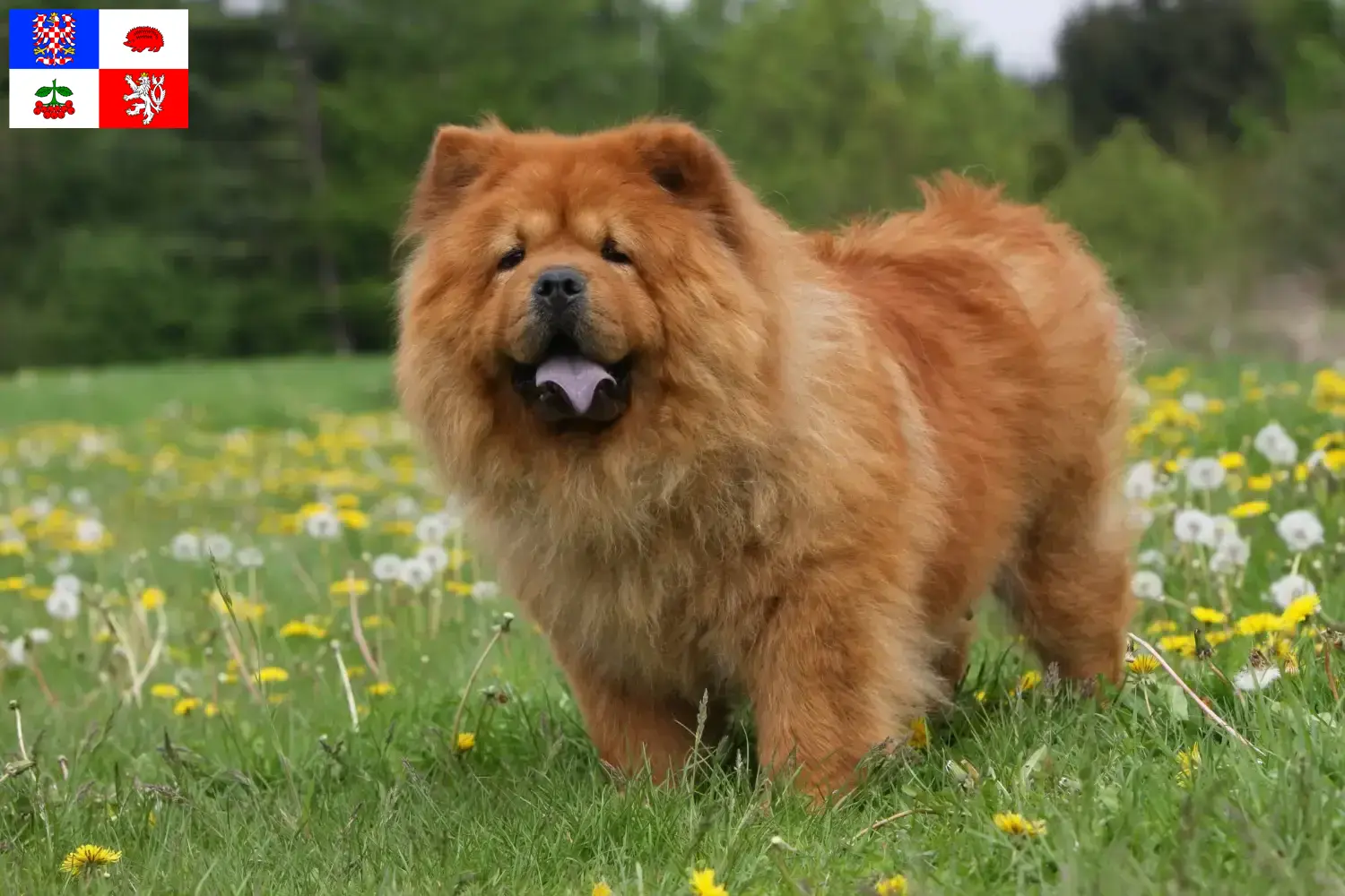 Read more about the article Chow-Chow breeders and puppies in Vysočina