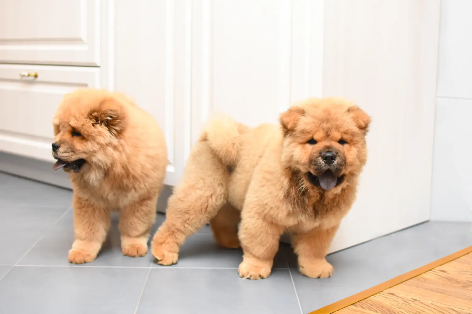 Buying a Chow Chow puppy means taking responsibility! Buy Chow Chow puppies.