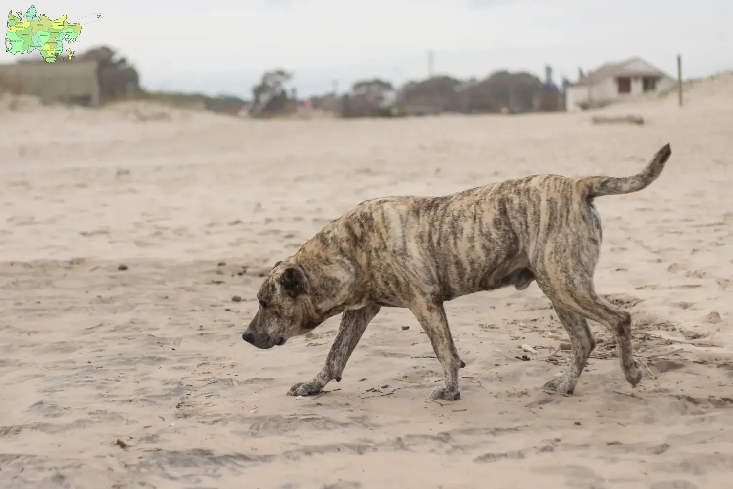 Read more about the article Cimarrón Uruguayo breeders and puppies in Midtjylland