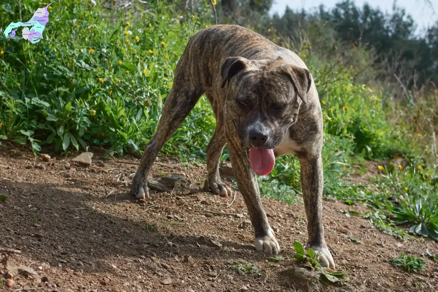 Read more about the article Cimarrón Uruguayo breeders and puppies in Nordjylland