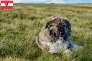 Read more about the article Ciobănesc Românesc Carpatin breeders and puppies in Austria