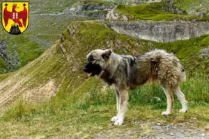 Read more about the article Ciobănesc Românesc Carpatin breeders and puppies in Burgenland
