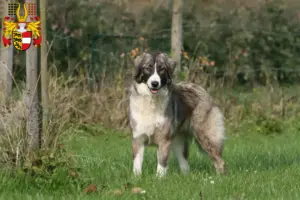 Read more about the article Ciobănesc Românesc Carpatin breeders and puppies in Carinthia