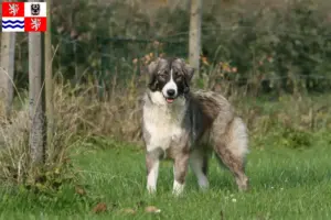 Read more about the article Ciobănesc Românesc Carpatin breeders and puppies in Central Bohemia