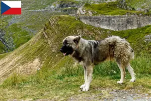 Read more about the article Ciobănesc Românesc Carpatin breeders and puppies in the Czech Republic