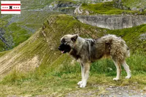 Read more about the article Ciobănesc Românesc Carpatin breeders and puppies in Drenthe