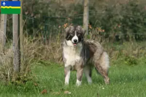 Read more about the article Ciobănesc Românesc Carpatin breeders and puppies in Flevoland