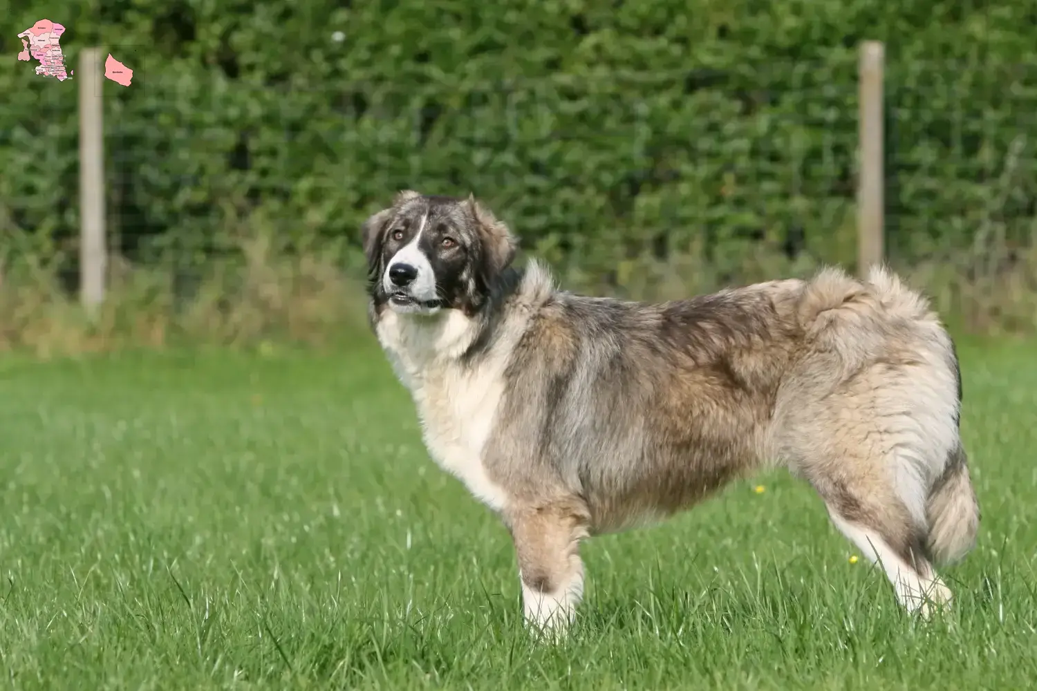 Read more about the article Ciobănesc Românesc Carpatin breeder and puppies in Hovedstaden