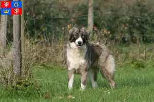 Read more about the article Ciobănesc Românesc Carpatin breeders and puppies in Hradec Králové