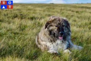 Read more about the article Ciobănesc Românesc Carpatin breeder and puppies in Liberec