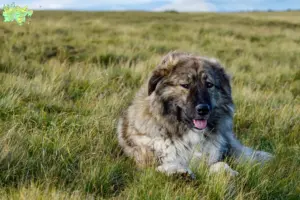 Read more about the article Ciobănesc Românesc Carpatin breeders and puppies in Midtjylland