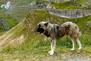 Read more about the article Ciobănesc Românesc Carpatin breeders and puppies in Nordjylland