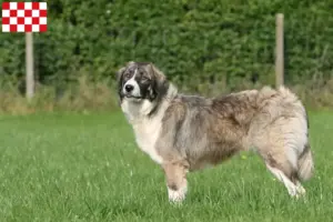 Read more about the article Ciobănesc Românesc Carpatin breeders and puppies in North Brabant