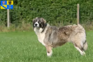 Read more about the article Ciobănesc Românesc Carpatin breeder and puppies in Olomouc