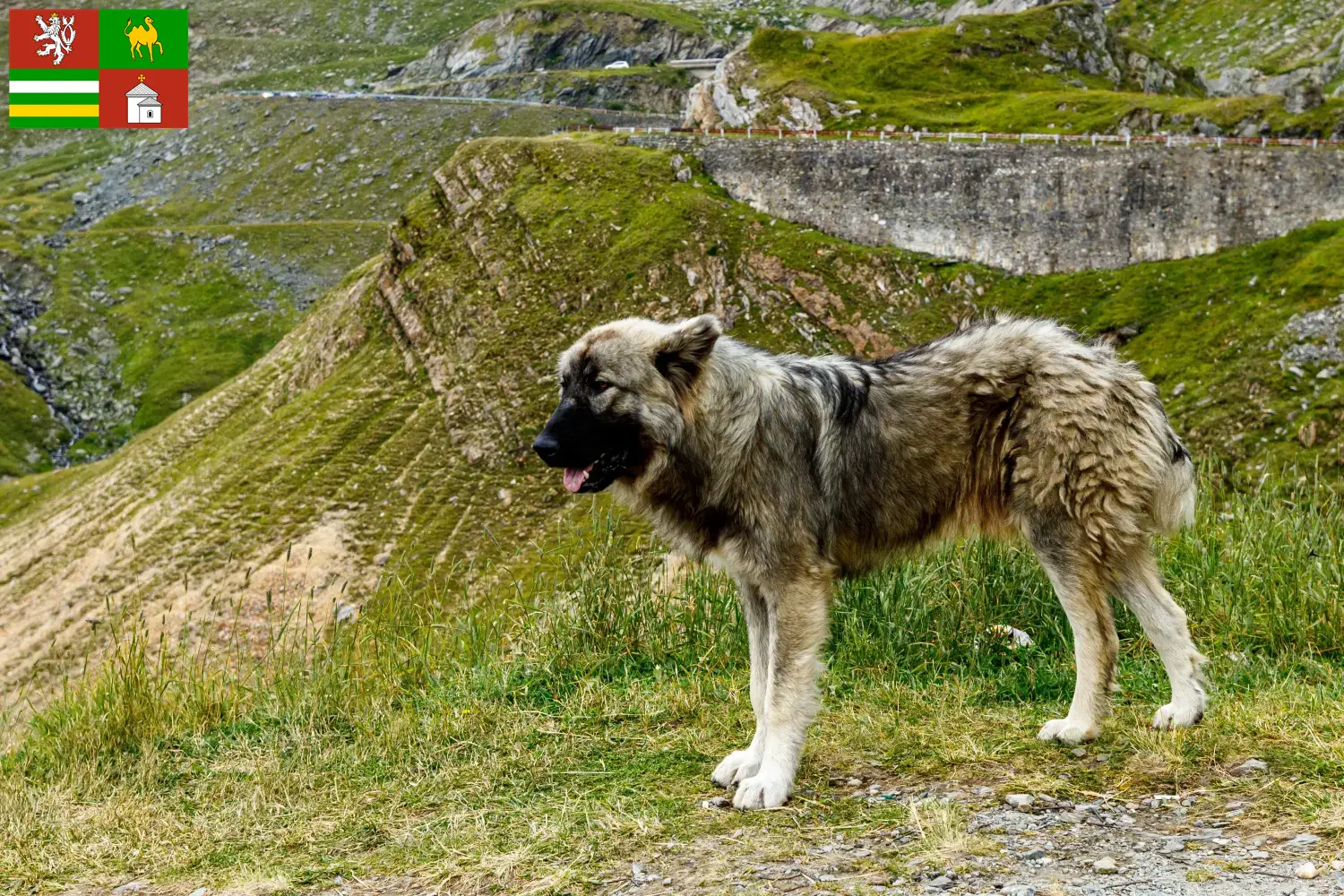 Read more about the article Ciobănesc Românesc Carpatin breeder and puppies in Pilsen