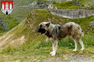 Read more about the article Ciobănesc Românesc Carpatin breeders and puppies in Salzburg
