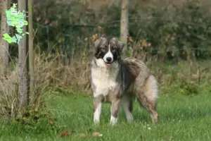 Read more about the article Ciobănesc Românesc Carpatin breeders and puppies in Sjælland