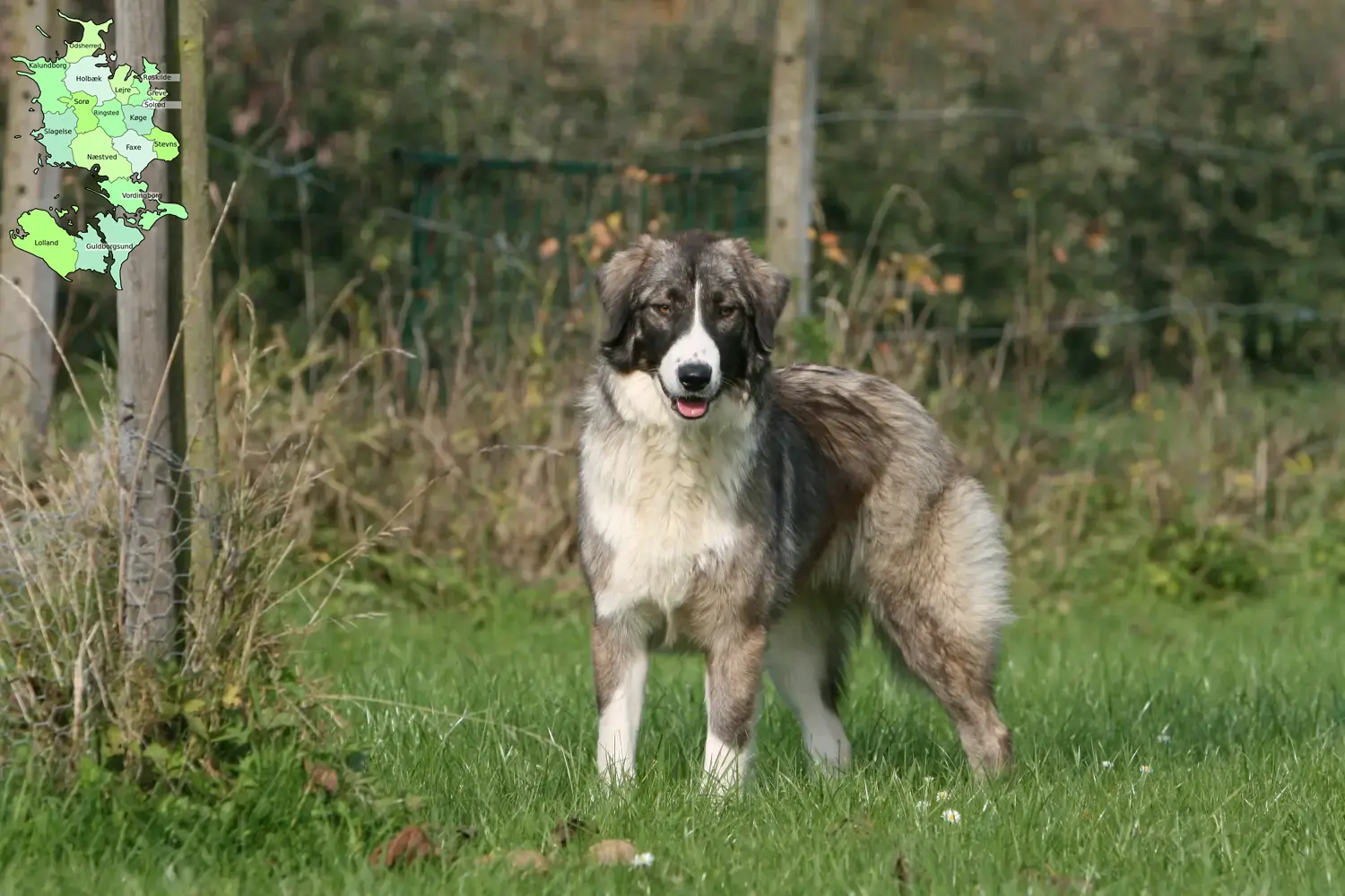 Read more about the article Ciobănesc Românesc Carpatin breeders and puppies in Sjælland