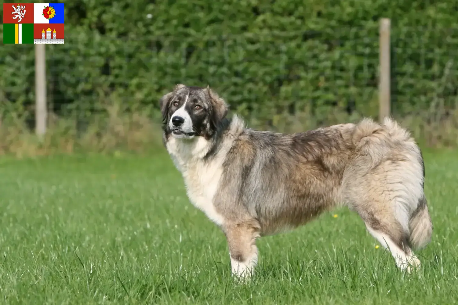Read more about the article Ciobănesc Românesc Carpatin breeders and puppies in South Bohemia