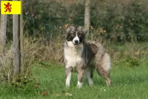 Read more about the article Ciobănesc Românesc Carpatin breeders and puppies in South Holland