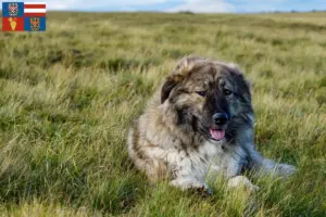 Read more about the article Ciobănesc Românesc Carpatin breeders and puppies in South Moravia