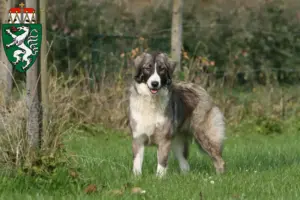 Read more about the article Ciobănesc Românesc Carpatin breeders and puppies in Styria