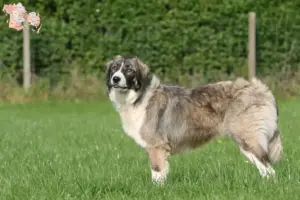 Read more about the article Ciobănesc Românesc Carpatin breeders and puppies in Syddanmark