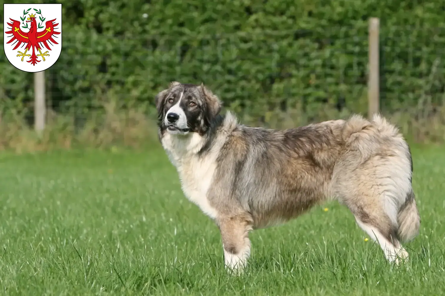 Read more about the article Ciobănesc Românesc Carpatin breeders and puppies in Tyrol