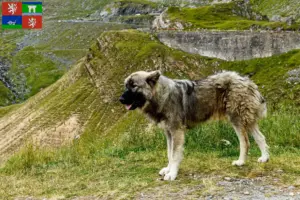 Read more about the article Ciobănesc Românesc Carpatin breeders and puppies in Ústí