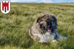Read more about the article Ciobănesc Românesc Carpatin breeders and puppies in Vorarlberg