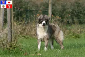 Read more about the article Ciobănesc Românesc Carpatin breeders and puppies in Vysočina