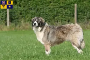Read more about the article Ciobănesc Românesc Carpatin breeder and puppies in Zlín