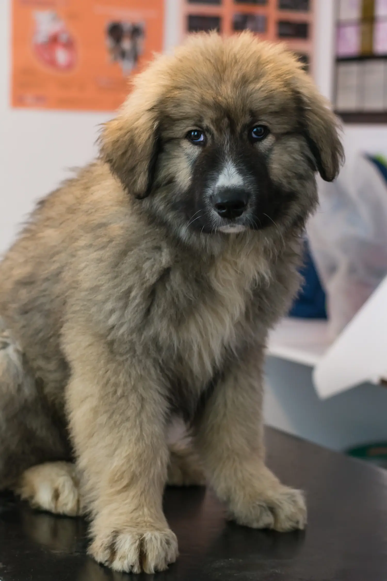 Buying a Ciobănesc Românesc Carpatin puppy means taking responsibility! Buy Ciobănesc Românesc Carpatin puppies.