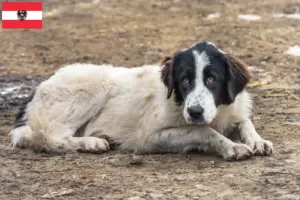 Read more about the article Ciobănesc Românesc de Bucovina breeders and puppies in Austria