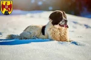 Read more about the article Ciobănesc Românesc de Bucovina breeders and puppies in Burgenland