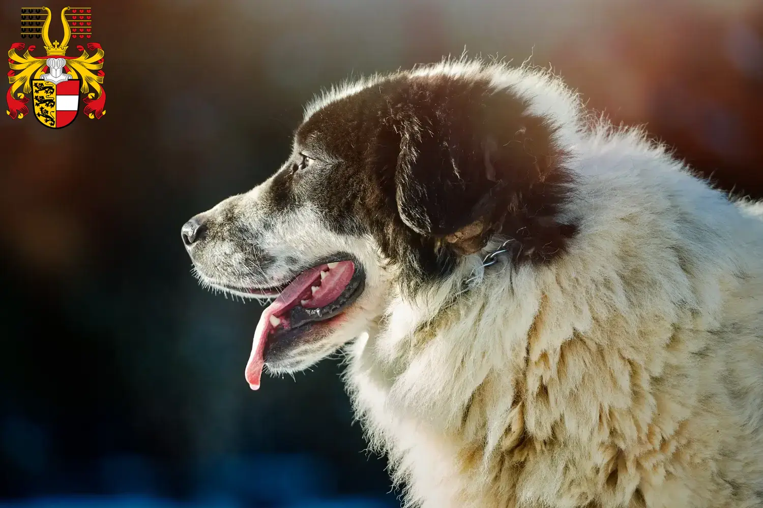 Read more about the article Ciobănesc Românesc de Bucovina breeders and puppies in Carinthia