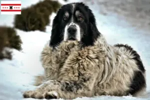 Read more about the article Ciobănesc Românesc de Bucovina breeder and puppies in Drenthe
