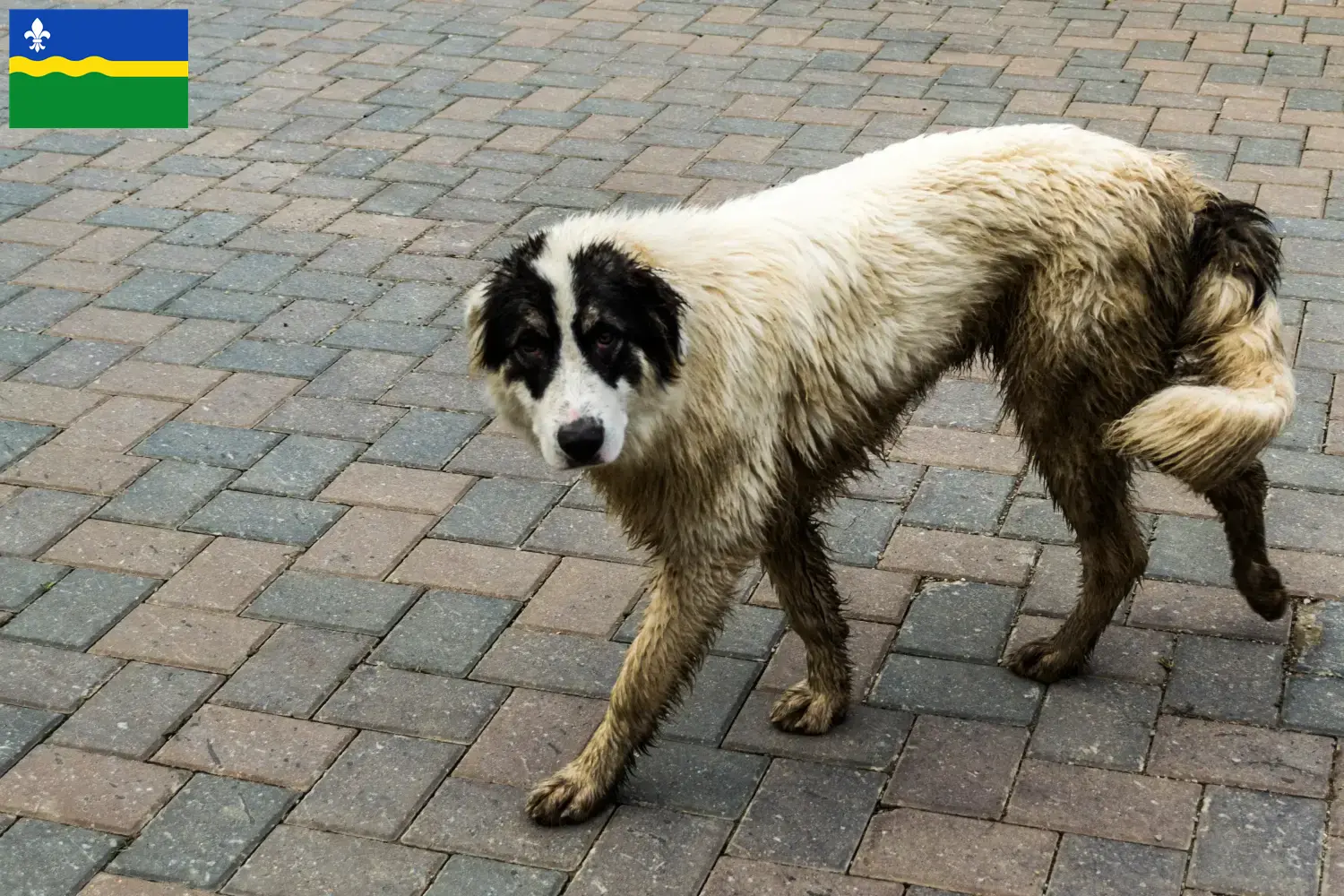 Read more about the article Ciobănesc Românesc de Bucovina breeders and puppies in Flevoland