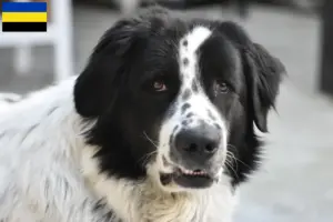 Read more about the article Ciobănesc Românesc de Bucovina breeders and puppies in Gelderland