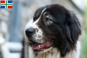 Read more about the article Ciobănesc Românesc de Bucovina breeder and puppies in Groningen