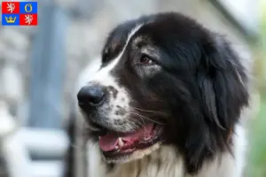 Read more about the article Ciobănesc Românesc de Bucovina breeder and puppies in Hradec Králové