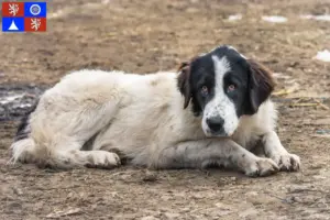 Read more about the article Ciobănesc Românesc de Bucovina breeder and puppies in Liberec