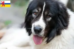 Read more about the article Ciobănesc Românesc de Bucovina breeder and puppies in Limburg